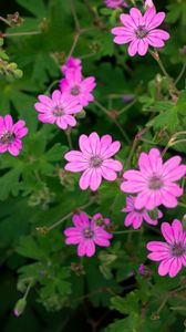 Preview wallpaper flowers, petals, pink, plant, macro