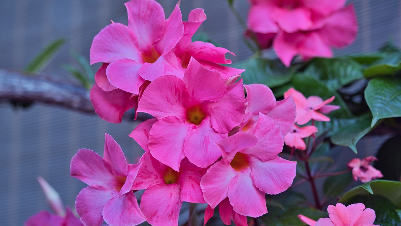 Wallpaper flowers, petals, pink, macro, plant