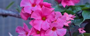 Preview wallpaper flowers, petals, pink, macro, plant