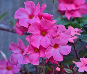 Preview wallpaper flowers, petals, pink, macro, plant