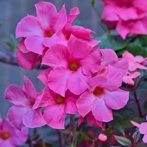 Preview wallpaper flowers, petals, pink, macro, plant