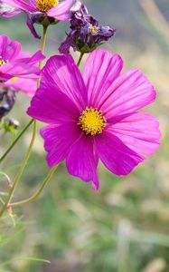 Preview wallpaper flowers, petals, pink, grass