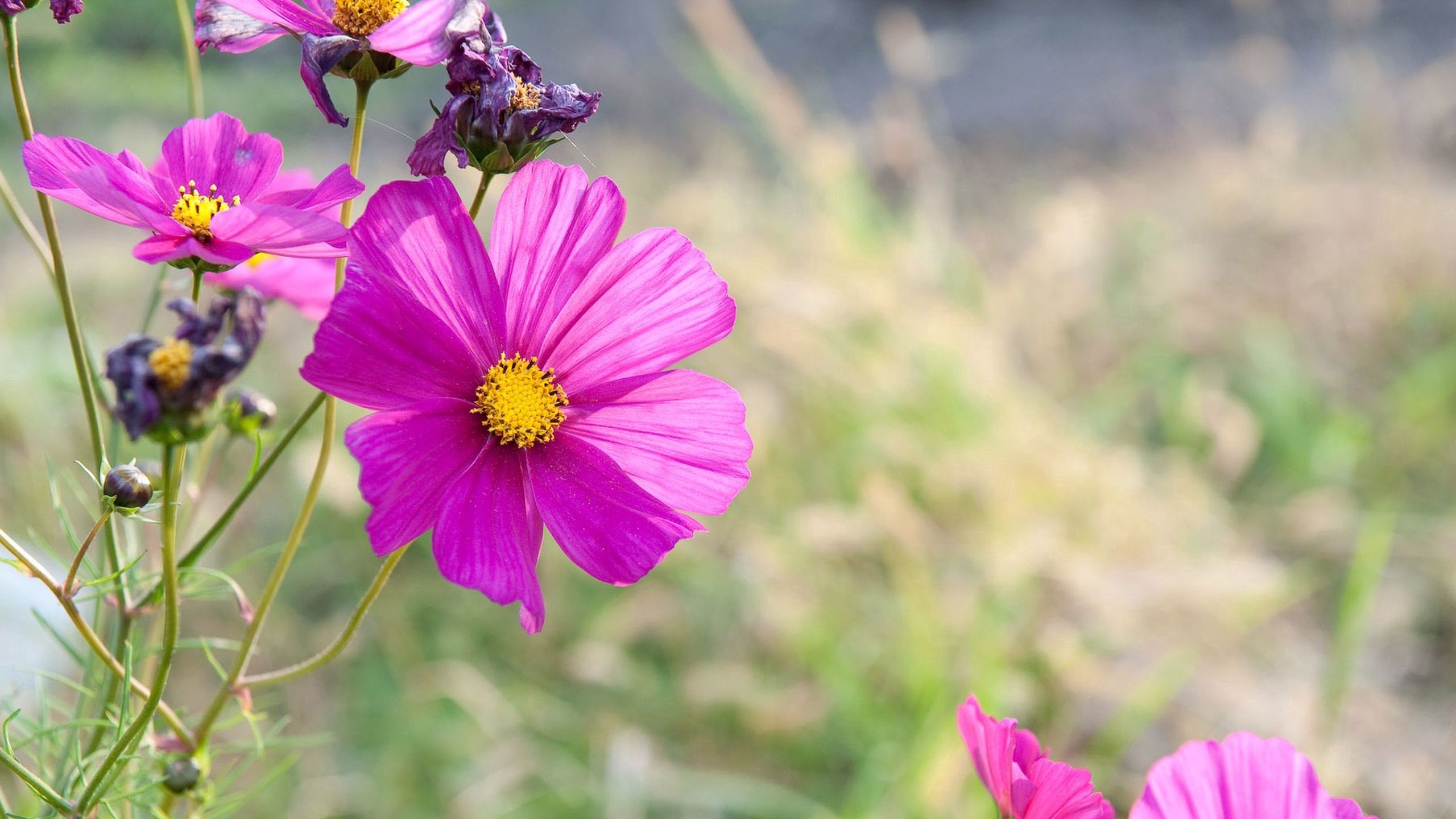 Download wallpaper 2560x1440 flowers, petals, pink, grass widescreen 16