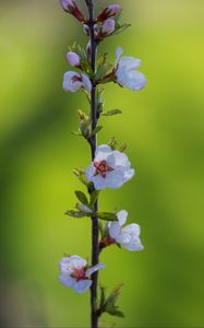 Preview wallpaper flowers, petals, plant, stem, blur