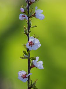 Preview wallpaper flowers, petals, plant, stem, blur