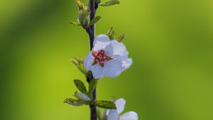 Preview wallpaper flowers, petals, plant, stem, blur