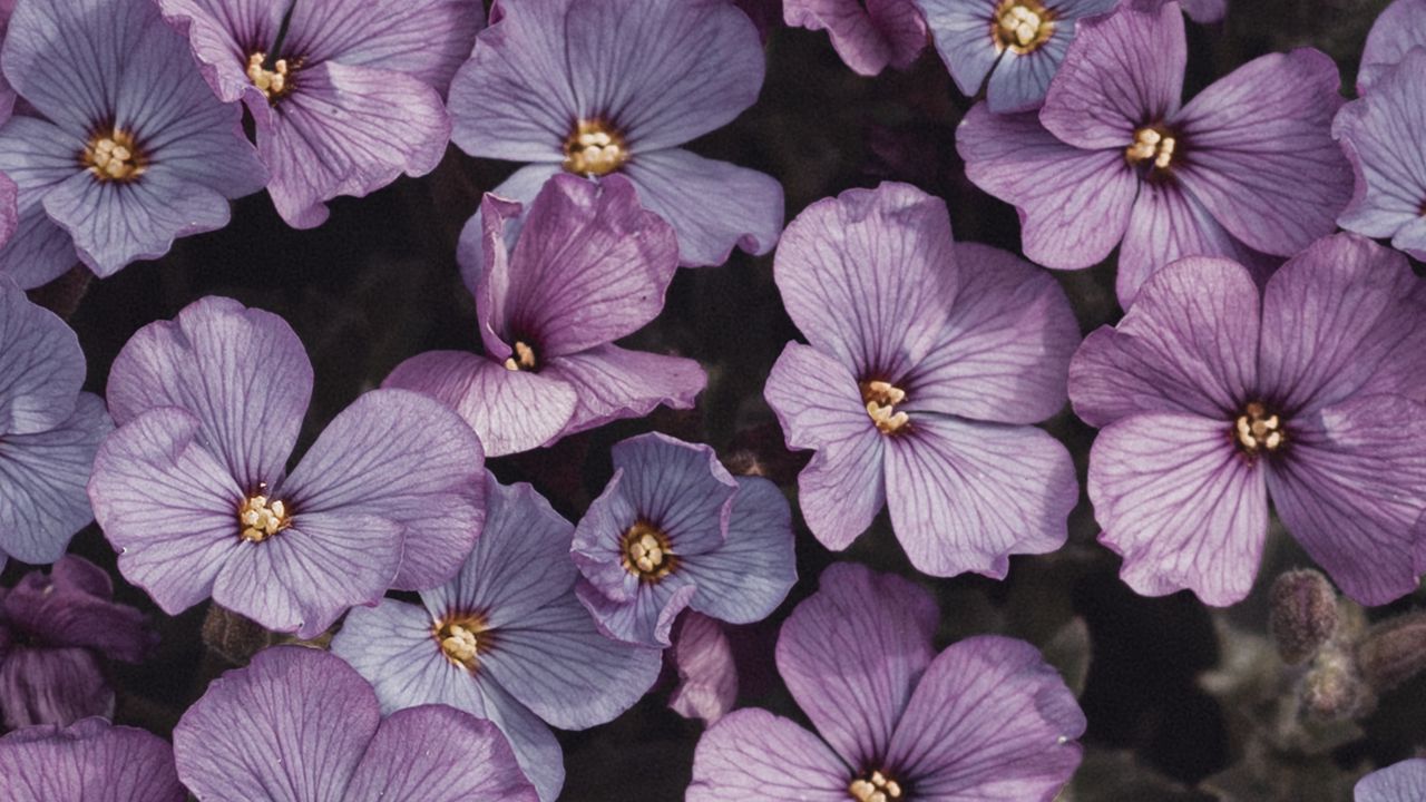 Wallpaper flowers, petals, plant, macro, purple