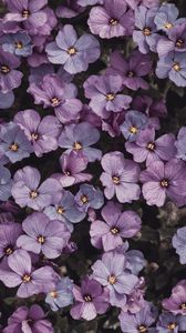 Preview wallpaper flowers, petals, plant, macro, purple