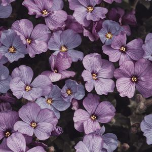 Preview wallpaper flowers, petals, plant, macro, purple