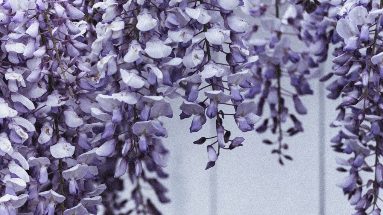Wallpaper flowers, petals, plant, purple