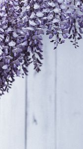 Preview wallpaper flowers, petals, plant, purple