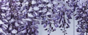 Preview wallpaper flowers, petals, plant, purple