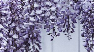 Preview wallpaper flowers, petals, plant, purple