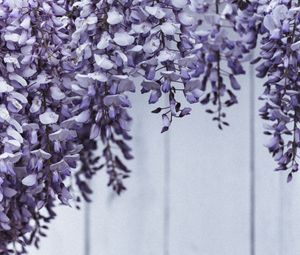 Preview wallpaper flowers, petals, plant, purple
