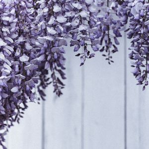 Preview wallpaper flowers, petals, plant, purple