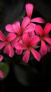 Preview wallpaper flowers, petals, plant, macro, pink