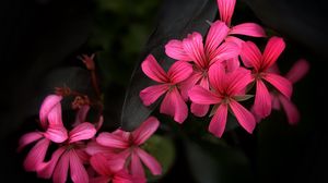 Preview wallpaper flowers, petals, plant, macro, pink