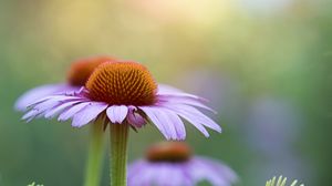 Preview wallpaper flowers, petals, plant, macro