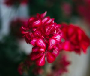 Preview wallpaper flowers, petals, plant, pink, macro