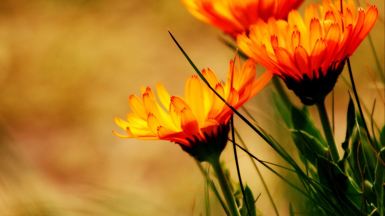 Wallpaper flowers, petals, plant, leaves, macro hd, picture, image