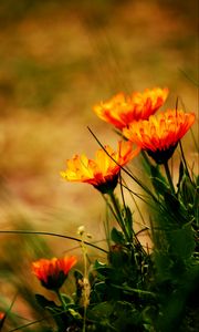 Preview wallpaper flowers, petals, plant, leaves, macro