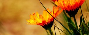 Preview wallpaper flowers, petals, plant, leaves, macro