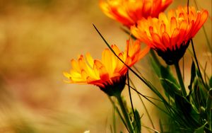 Preview wallpaper flowers, petals, plant, leaves, macro