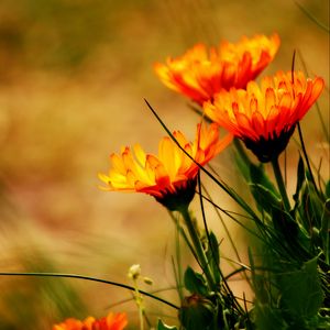 Preview wallpaper flowers, petals, plant, leaves, macro