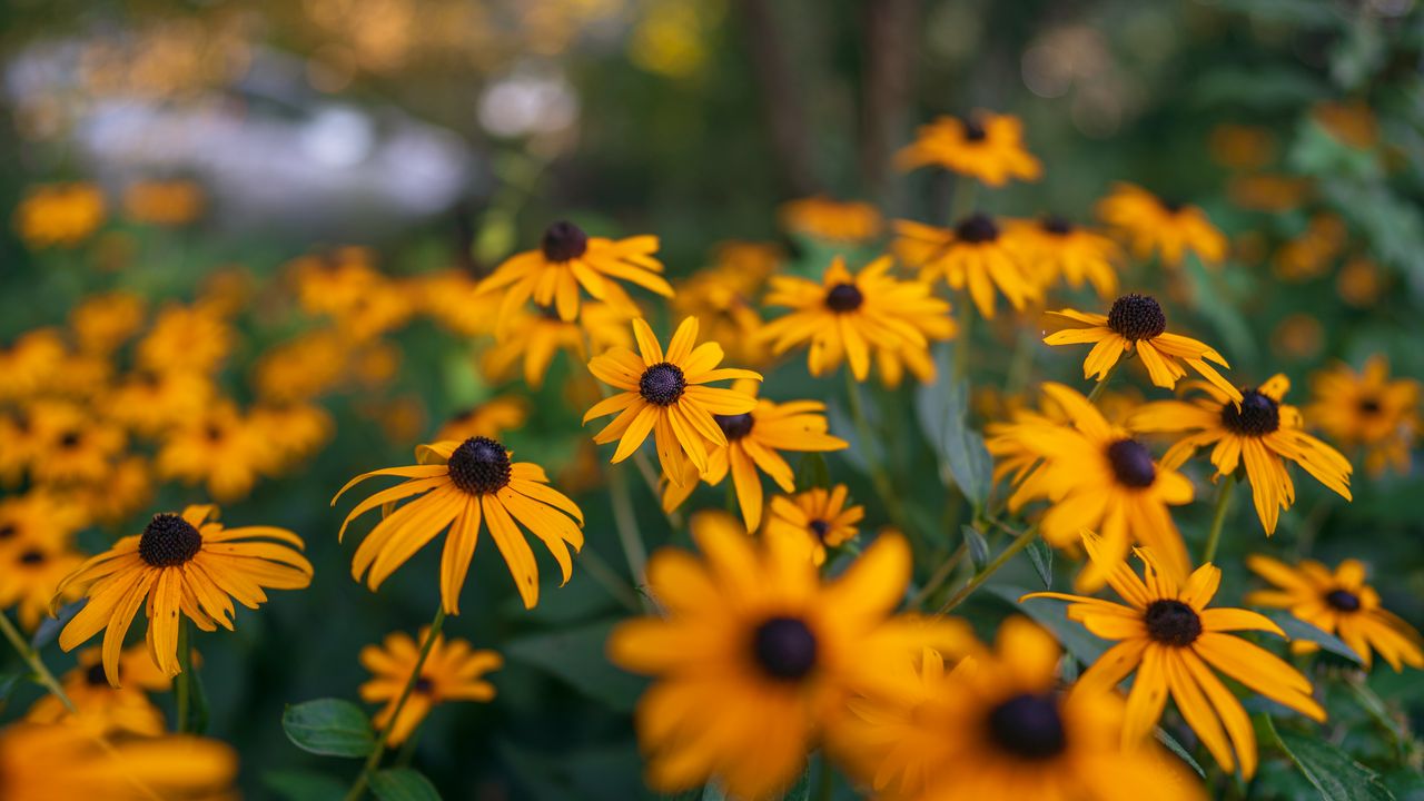 Wallpaper flowers, petals, plant, yellow, macro