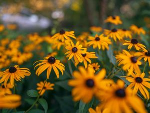 Preview wallpaper flowers, petals, plant, yellow, macro