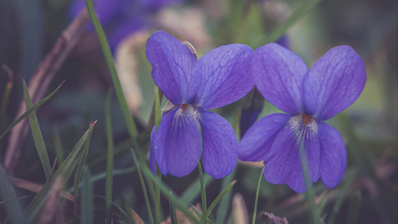Wallpaper flowers, petals, plant, purple, macro