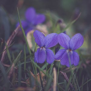 Preview wallpaper flowers, petals, plant, purple, macro