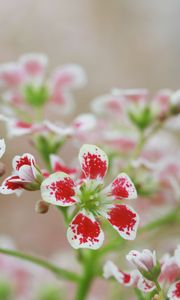 Preview wallpaper flowers, petals, plant, red, white, macro