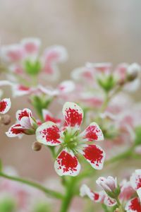 Preview wallpaper flowers, petals, plant, red, white, macro