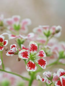 Preview wallpaper flowers, petals, plant, red, white, macro