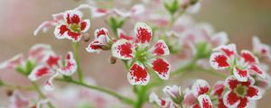 Preview wallpaper flowers, petals, plant, red, white, macro