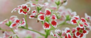 Preview wallpaper flowers, petals, plant, red, white, macro