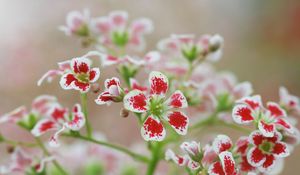 Preview wallpaper flowers, petals, plant, red, white, macro