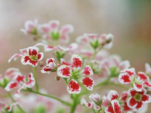 Preview wallpaper flowers, petals, plant, red, white, macro