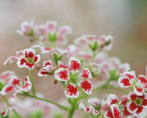 Preview wallpaper flowers, petals, plant, red, white, macro