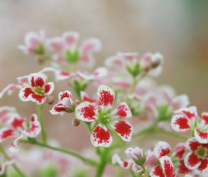 Preview wallpaper flowers, petals, plant, red, white, macro