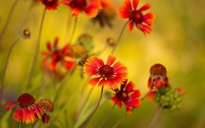 Preview wallpaper flowers, petals, plant, stem