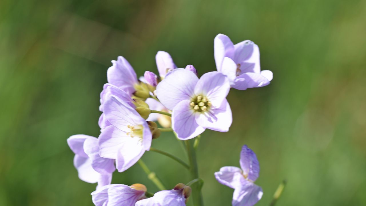 Wallpaper flowers, petals, plants, summer