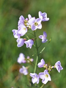 Preview wallpaper flowers, petals, plants, summer
