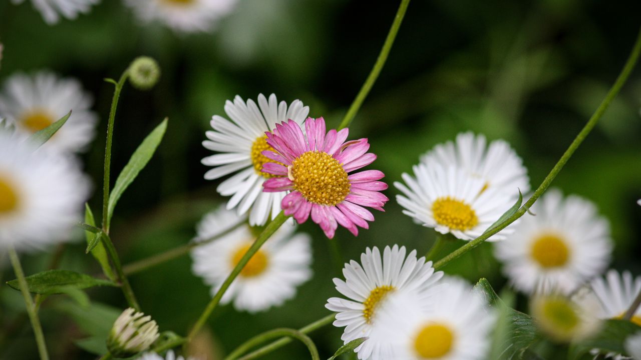 Wallpaper flowers, petals, plants, garden