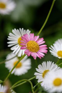 Preview wallpaper flowers, petals, plants, garden