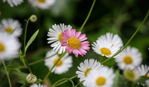 Preview wallpaper flowers, petals, plants, garden