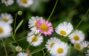 Preview wallpaper flowers, petals, plants, garden