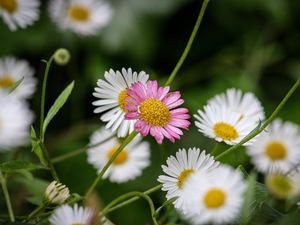 Preview wallpaper flowers, petals, plants, garden