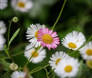 Preview wallpaper flowers, petals, plants, garden